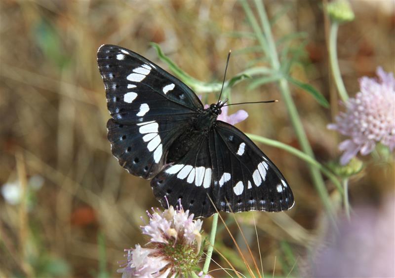 Farfalla francese - Limenitis reducta